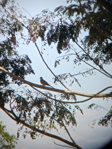 Zebra Dove