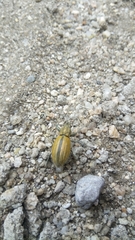 Naupactus verecundus