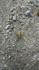 Naupactus verecundus