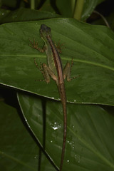 Anolis ventrimaculatus
