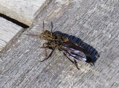 Ontholestes tessellatus