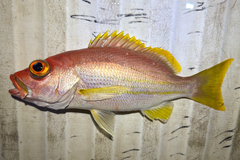 Samoan Snapper photo 1