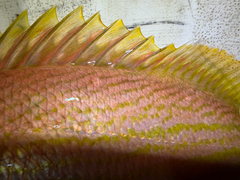 Samoan Snapper photo 3