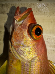 Samoan Snapper photo 4
