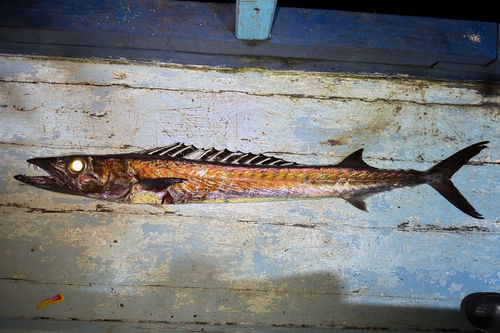 Black snoek (Thyrsitoides marleyi) — Gempylidae — 2