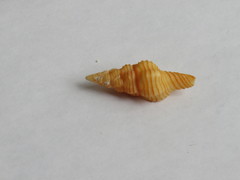 Polygona infundibulum