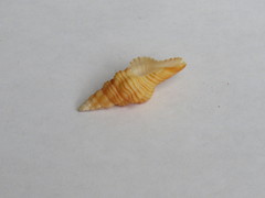 Polygona infundibulum