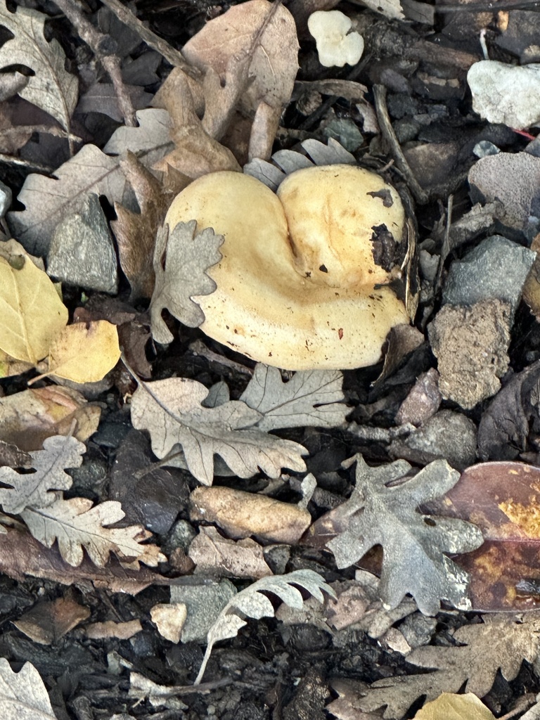 Lactarius alnicola · December 2025 · photo: © irinamitine (iNaturalist, cc-by)