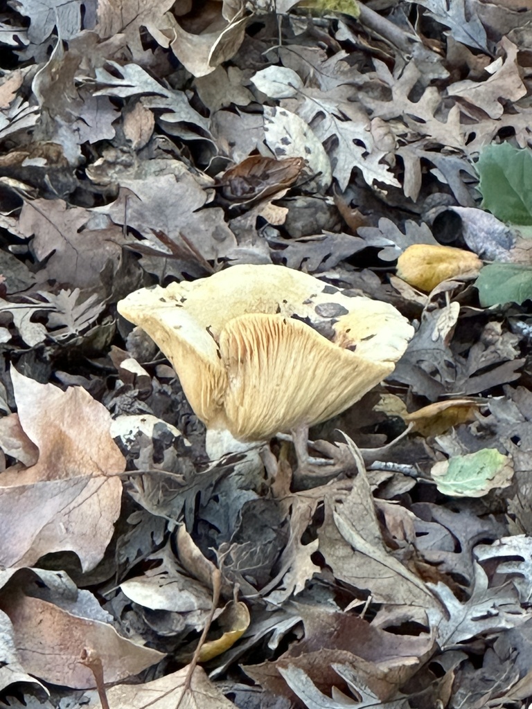 Lactarius alnicola · December 2025 · photo: © irinamitine (iNaturalist, cc-by)