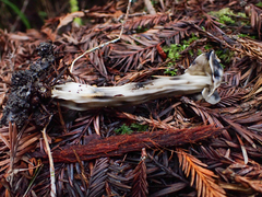 Hypomyces cervinigenus