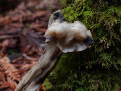 Hypomyces cervinigenus