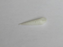 Terebridae