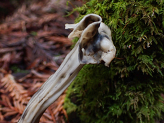 Hypomyces cervinigenus