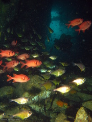Pempheris affinis