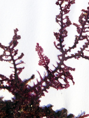 Aristoptilon mooreanum