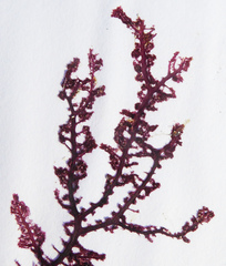 Aristoptilon mooreanum