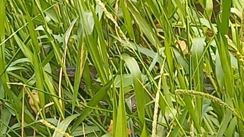 Varanus salvator