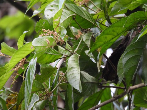 Rockinghamia angustifolia observed 2025-12-28