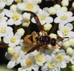 Ancistrocerus lineativentris