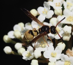 Ancistrocerus lineativentris