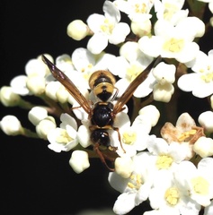 Ancistrocerus lineativentris