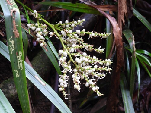 Helmholtzia acorifolia observed 2025-12-28