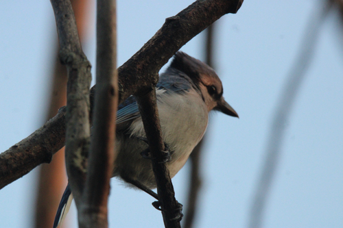 Blue Jay photographed in Michigan