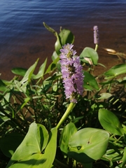 Pontederia sagittata