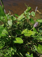 Pontederia sagittata