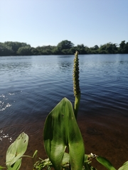 Pontederia sagittata