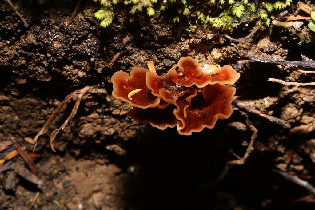Podoscypha petalodes · December 2025 · photo: © andrianl (iNaturalist, cc-by)