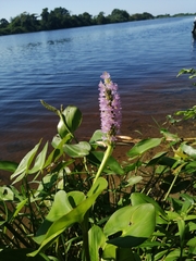 Pontederia sagittata