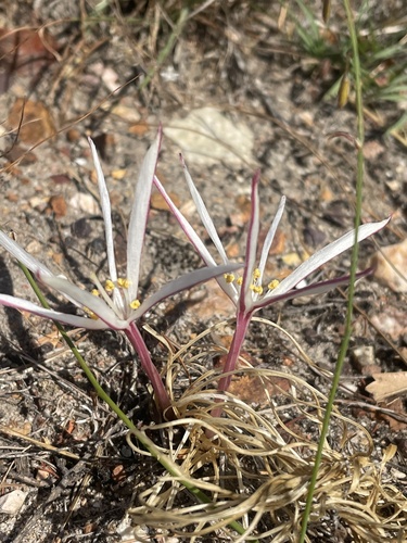 Bramakranka (Gethyllis afra)