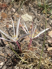Gethyllis afra