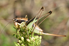 Parapholidoptera noxia
