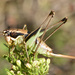 Parapholidoptera noxia - Photo (c) Vlad Proklov, osa oikeuksista pidätetään (CC BY-NC)