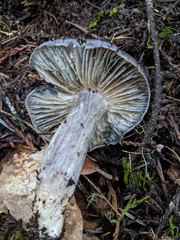 Entoloma medianox