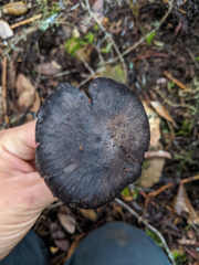 Entoloma medianox
