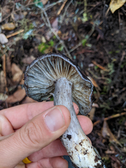 Entoloma medianox