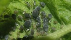 Dysaphis plantaginea