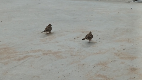 Zebra Dove
