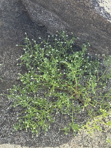Euploca filiformis (Euploca filiformis)