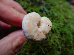 Hydnum oregonense