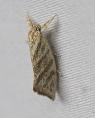 Lepidotarsa pentascia