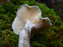 Hydnum oregonense