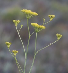Lichtensteinia