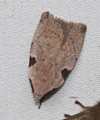 Zonopetala quadripustulella