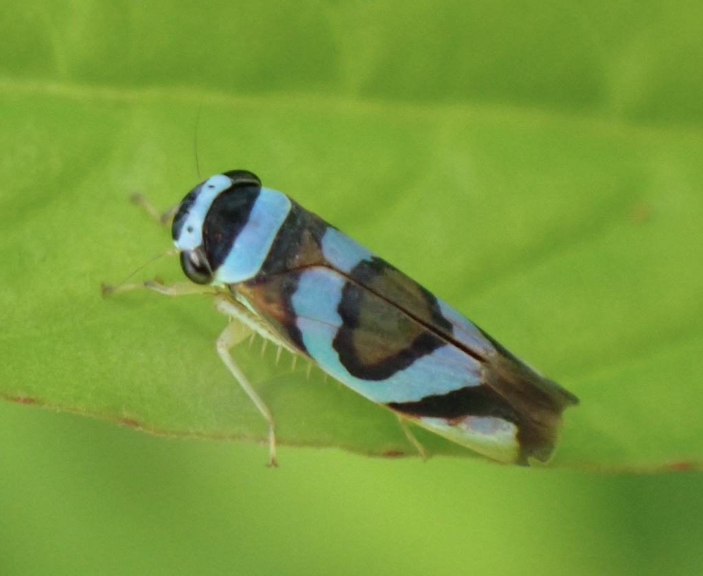 Macugonalia moesta