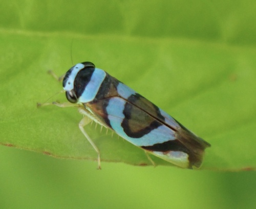 Macugonalia moesta