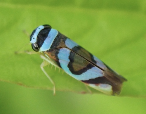 Macugonalia moesta photo 3